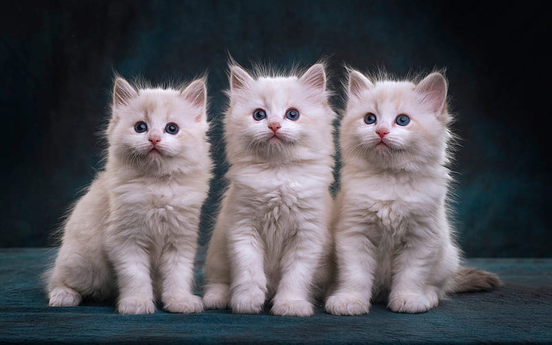 HD sweet trio cats wallpapers  Peakpx