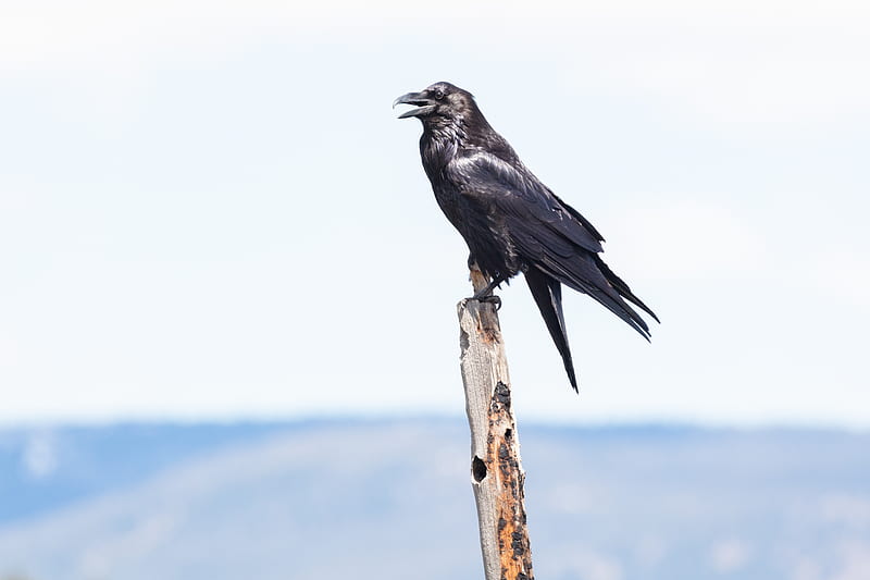 raven, bird, watching, stick, HD wallpaper