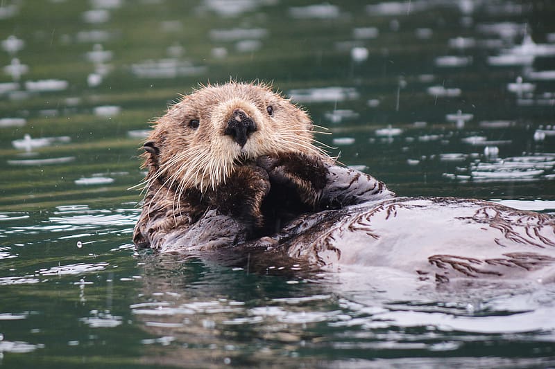 Alaskan Sea Otter, animal, sea, alaskan, otter, HD wallpaper