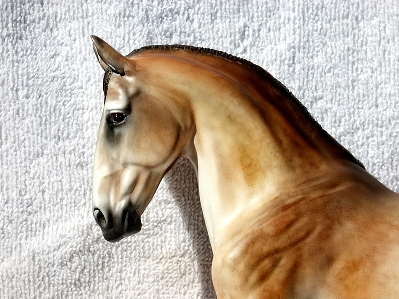 Mug shot , stallion, profile, head, golden, horse, HD wallpaper
