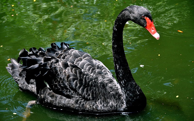 black swan, lake, birds, swans, HD wallpaper