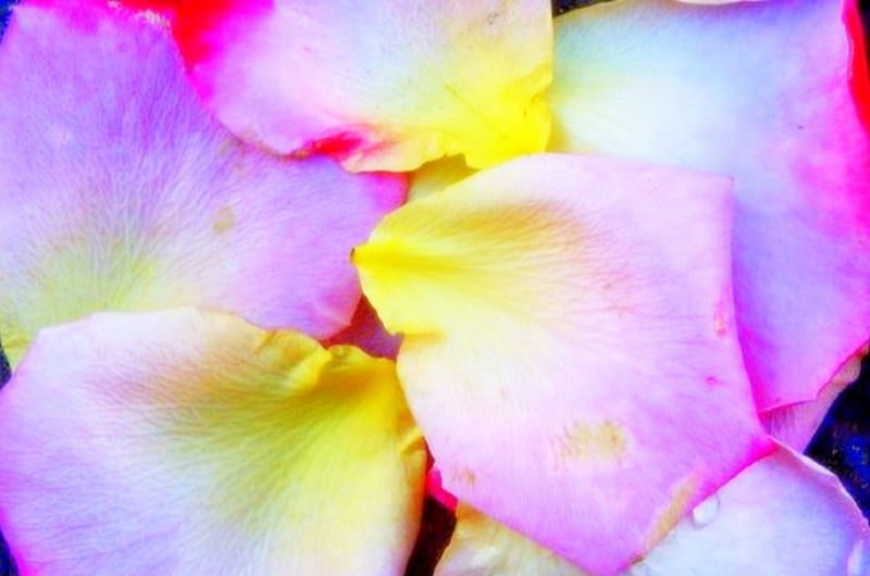 Petals, yellow, colors, purple, HD wallpaper