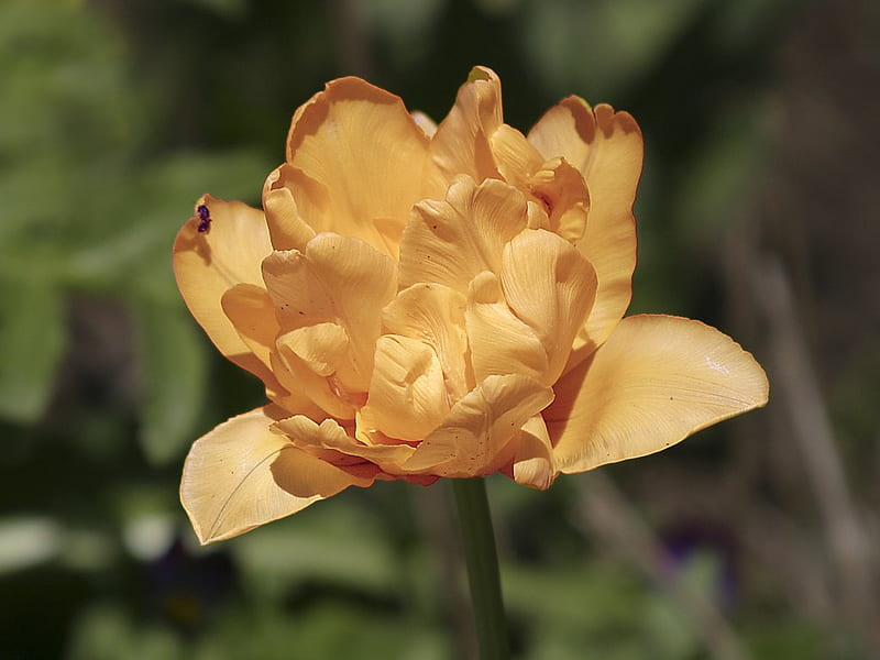 Creamy Yellow Tulip, bloom, flower, petals, cream, lemon, HD wallpaper
