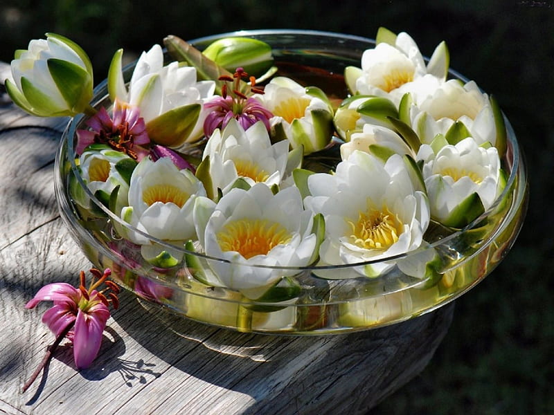 Bowl Of Lilies, still life, water, flowers, lilies, white, bowl, HD wallpaper