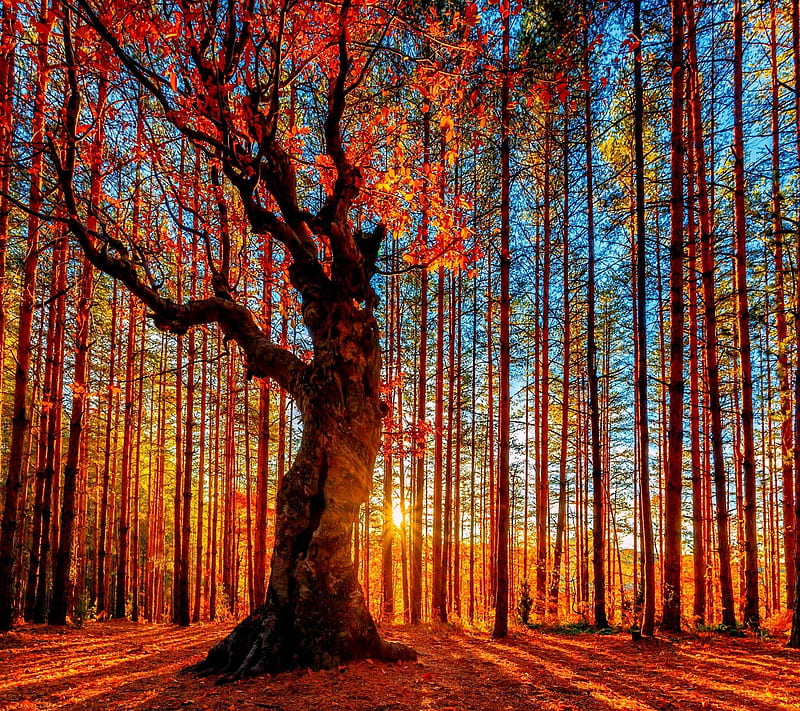 Forest tree Autumn, look, nice, HD wallpaper | Peakpx