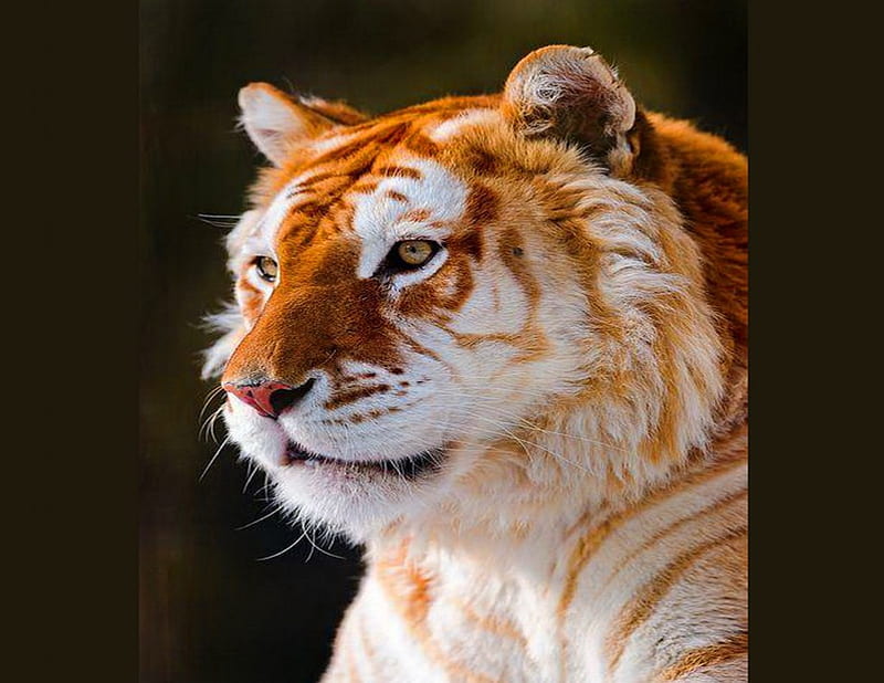 Golden tiger, stripes, tiger, cat, hunter, Golden, HD wallpaper