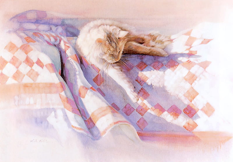 September sun ( for Tam), sun, quilt, cat, bed, HD wallpaper