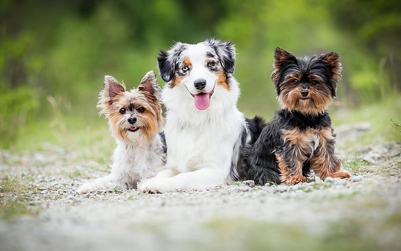 Yorkshire terriers, Australian Shepherd, friends, dogs, pets, friendship concepts, HD wallpaper