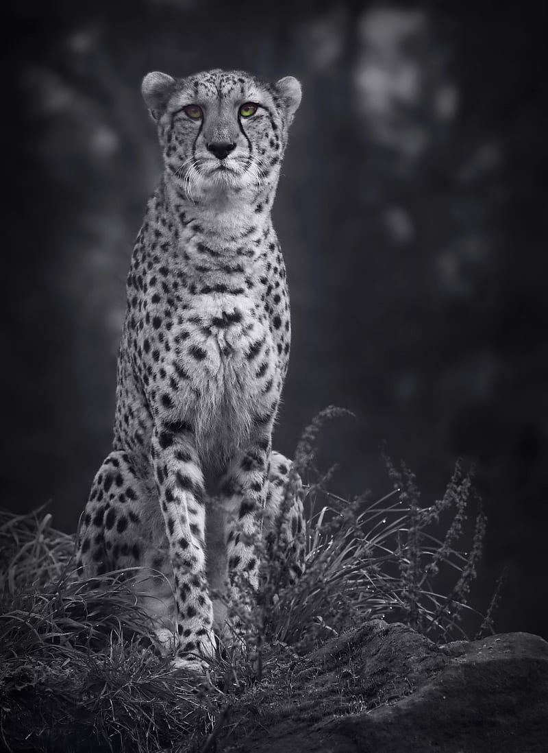 cheetah, big cat, bw, predator, monochrome, HD phone wallpaper