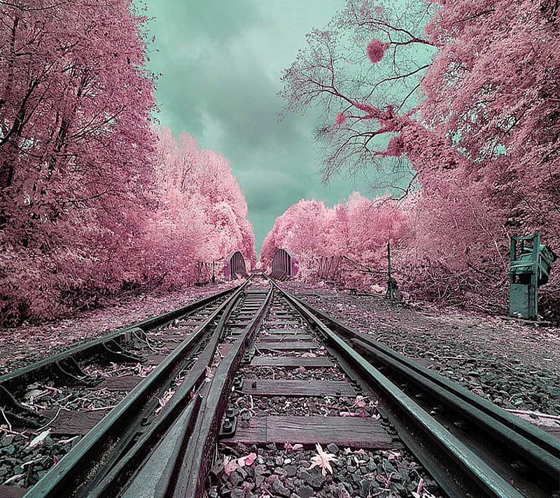Pink Path, nature, nice, path, pink, HD wallpaper