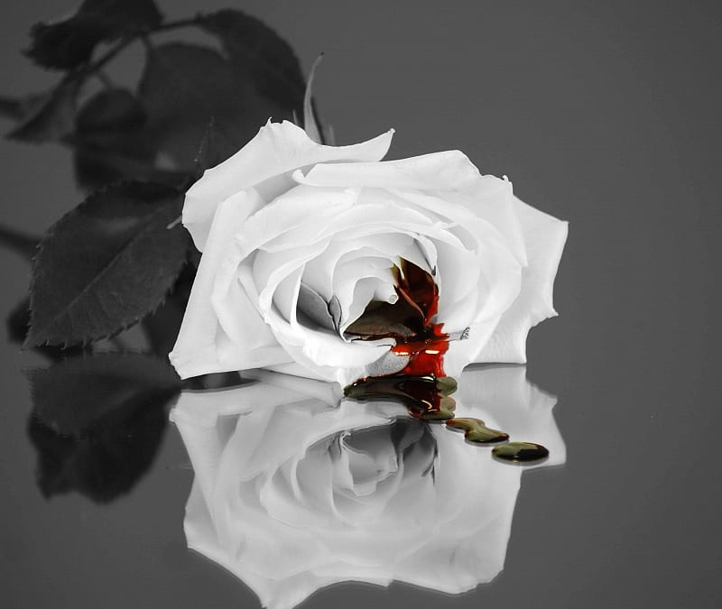 Hurt, rose, flowers, white, blood, HD wallpaper | Peakpx