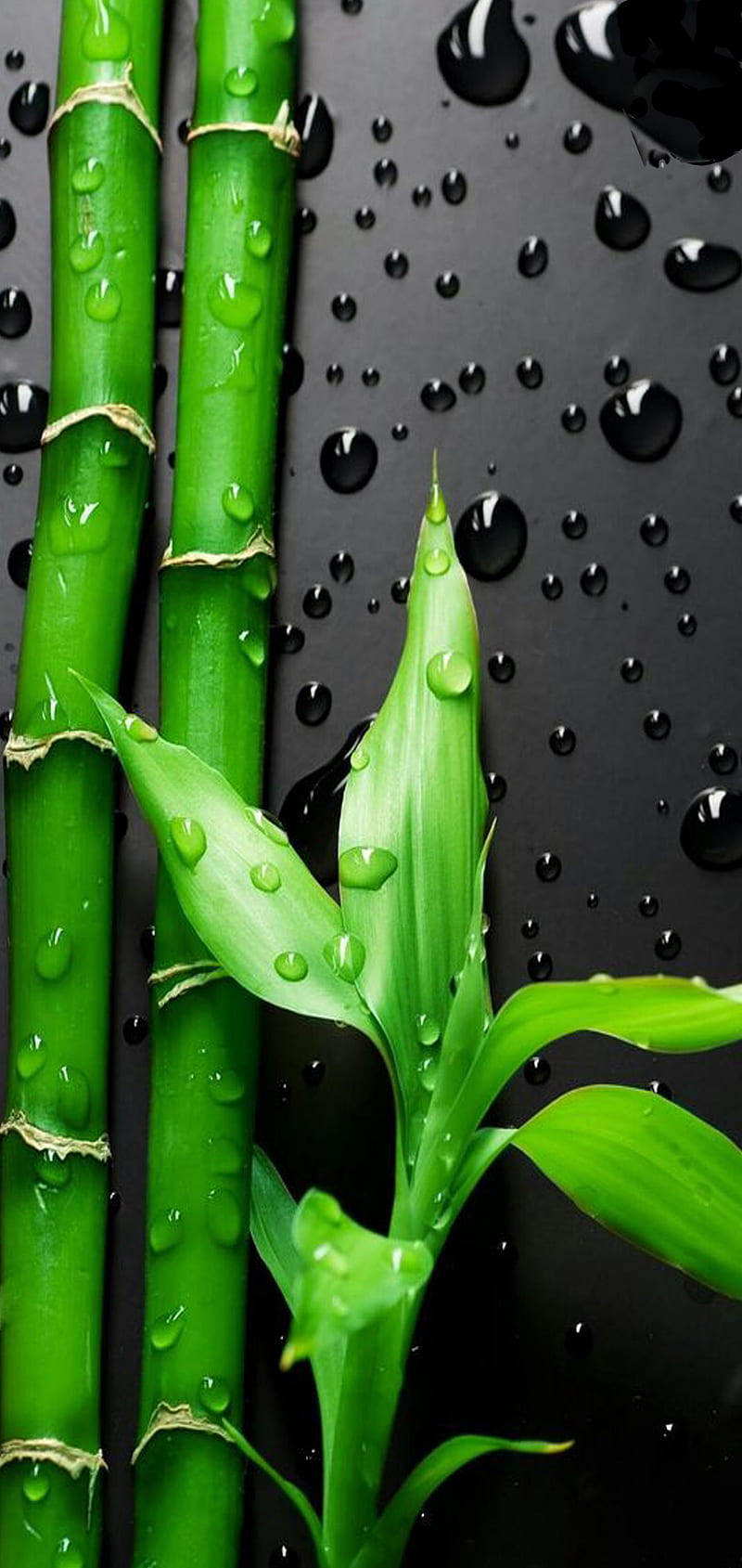 Búho de bambú s10, china, japón, Fondo de pantalla de teléfono HD | Peakpx