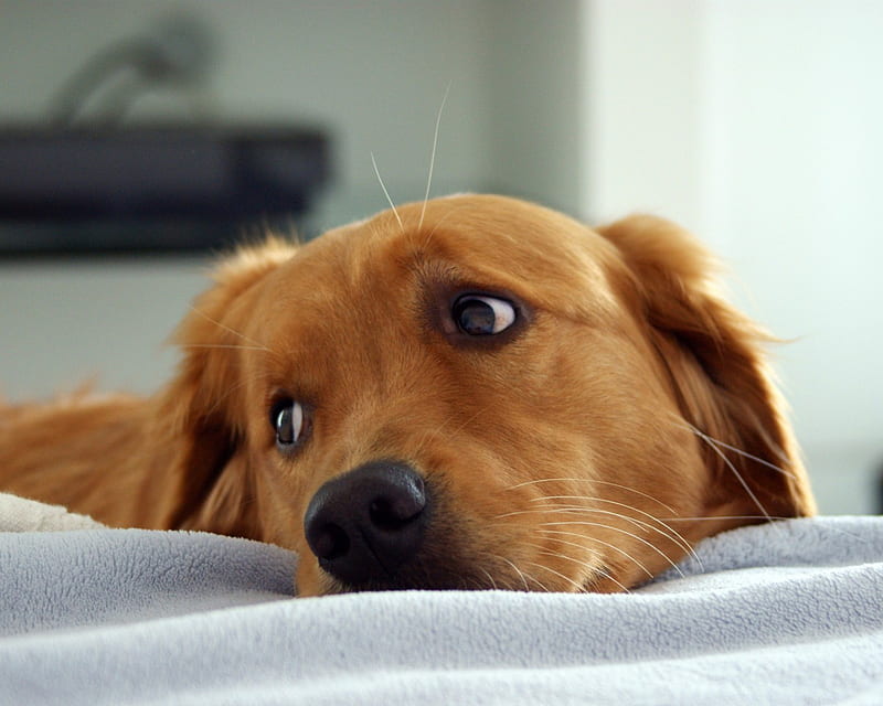 Adorable Dog, cute, head, adorable, eyes, dog, HD wallpaper