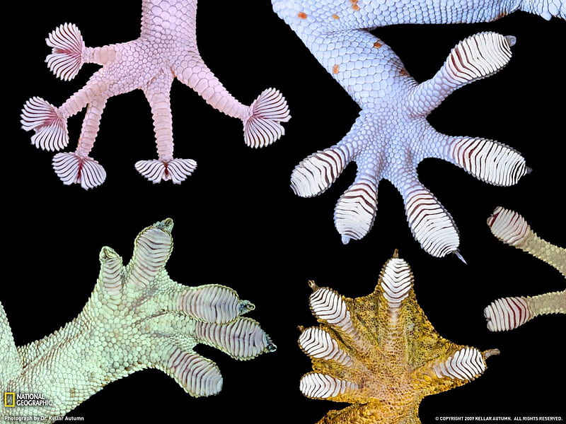 Lizzardfeet, different, national, geographic, equal, HD wallpaper