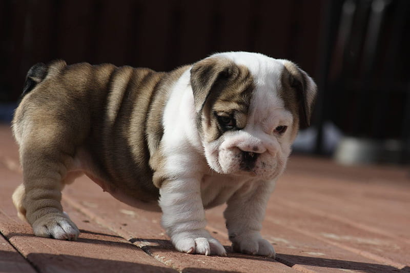 Baby Boo, cuteness, wrinkles, squishy, english bulldog, puppy, bulldog, bull, dogs, puppies, HD wallpaper