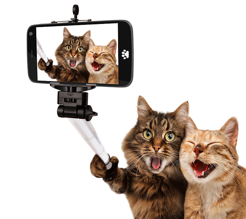 selfi, best, cat, love, HD wallpaper