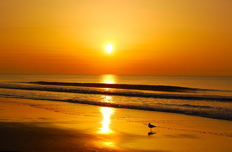 Sunrise on the beach, glow, shore, sun, background, bonito, seagull, sea, beach, sand, gold, sunrise, morning, amazing, glowing, golden, waves, sky, water, begin, seascape, nature, popular, landscape, HD wallpaper
