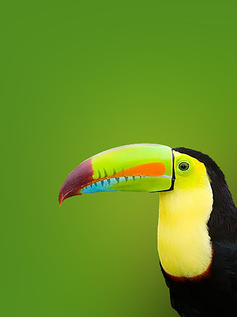Toucan, bird, birds, HD phone wallpaper