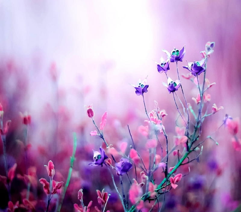 Soft Flowers, bonito, soft, cute, purple, flowers, beauty, nature, pink, field, HD wallpaper