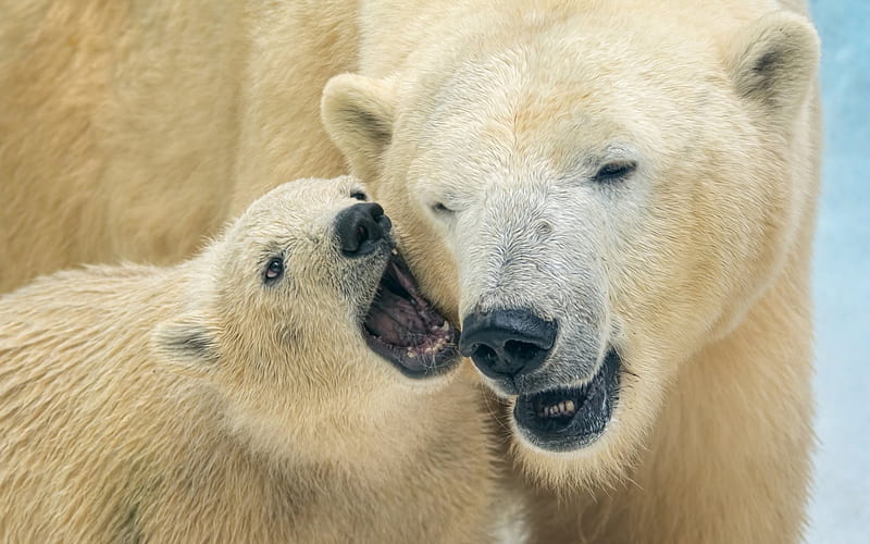 polar bears, winter, little teddy bear, bears, HD wallpaper