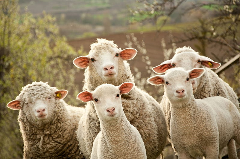 Curious sheep, rural, farming, curious, lambs, country, cute, sheep, field, animals, HD wallpaper