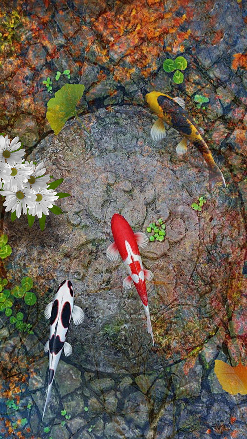 pond, daisy, fish, koi, leaves, stone, HD phone wallpaper