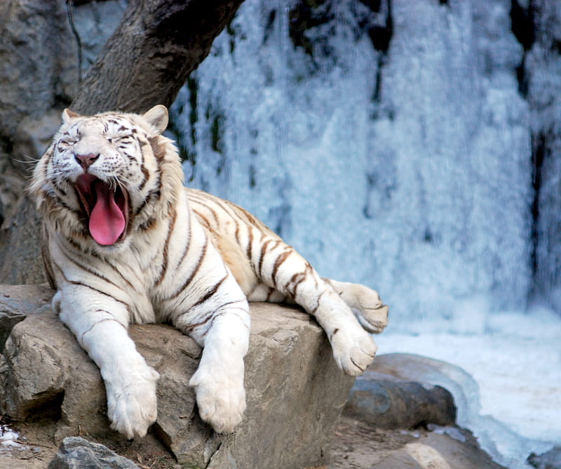 White Tiger, animal, cold, ice, tiger, white, wild, yawn, HD wallpaper