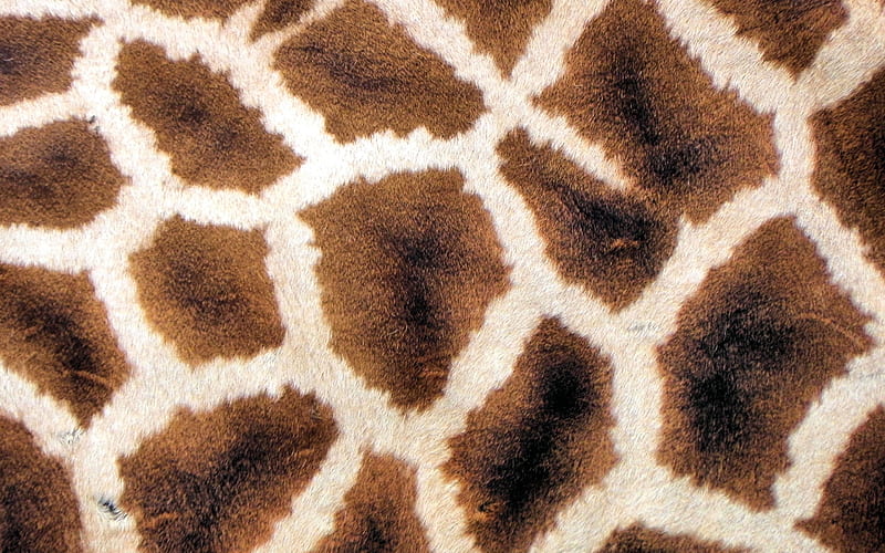 Giraffe skin texture, animal skin texture, giraffe, brown background, brown wool texture, HD wallpaper