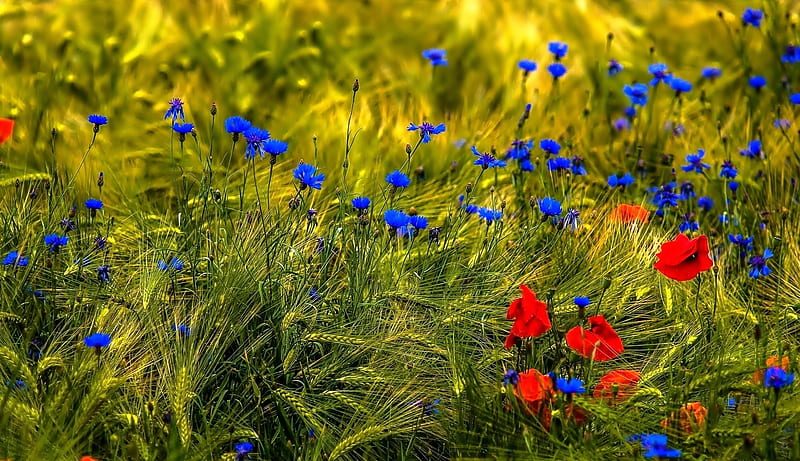 Flores silvestres azules y rojas, bonitas, flores silvestres, prado,  naturaleza, Fondo de pantalla HD | Peakpx