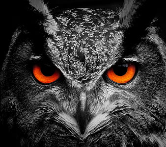 Owl, eyes, owls, horror, HD phone wallpaper