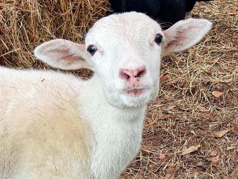 Little Lamb, baby, cute, livestock, sheep, HD wallpaper | Peakpx