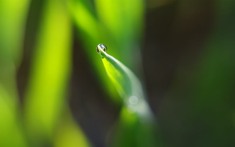 dewdrop on leaf-Plant, HD wallpaper