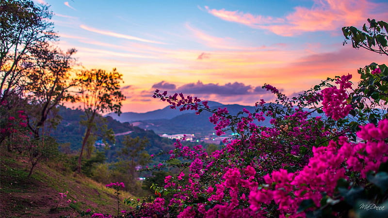 Pink Bougainvillea Flowers With Landscape View Of Mountains Spring, HD wallpaper