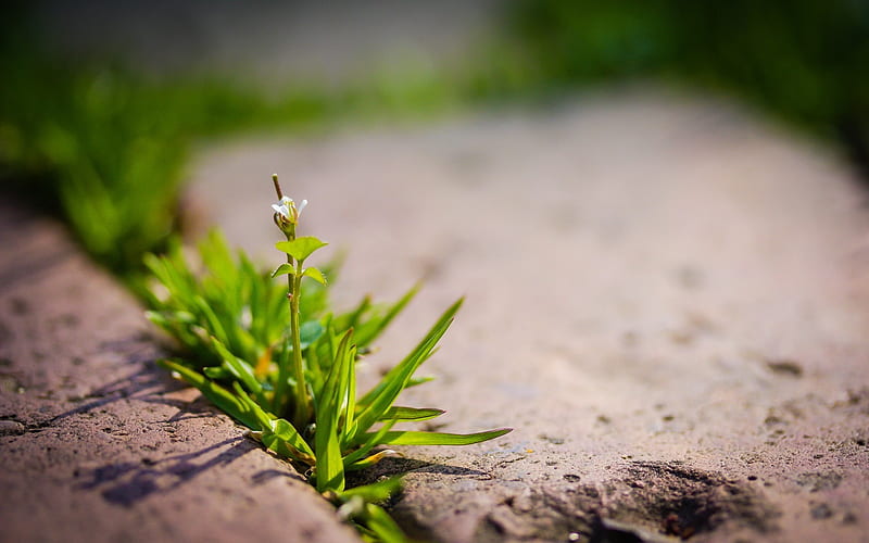 Plant sprout green-Macro graphy, HD wallpaper