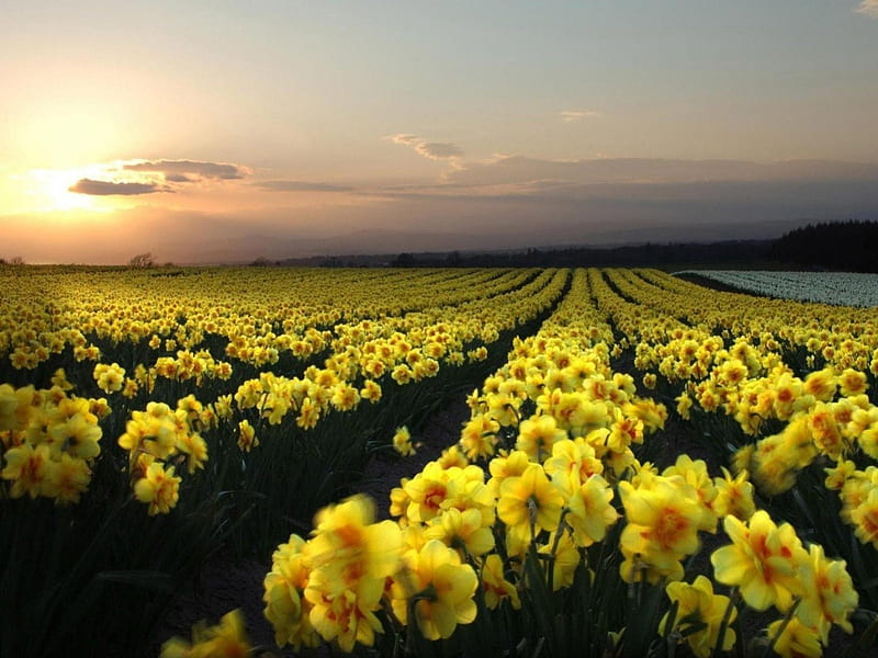 Yellow Flowers, yellow, flowers, sunset, cultivation, HD wallpaper