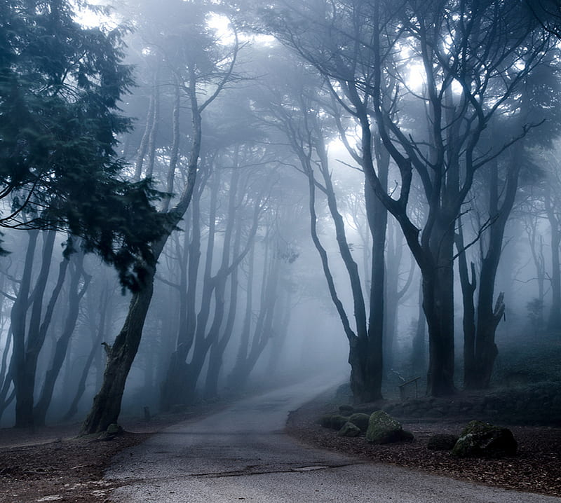 fog path, dark, fog, forest, gloomy, mist, path, trees, woods, HD wallpaper