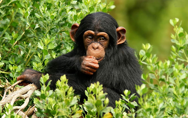 chimpanzee-Natural animal graphy, HD wallpaper
