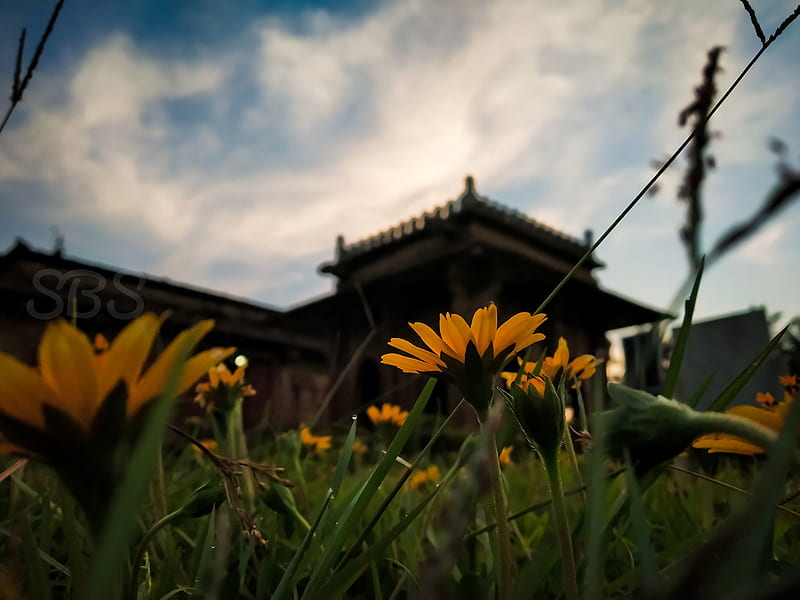 Temple flower, HD wallpaper | Peakpx