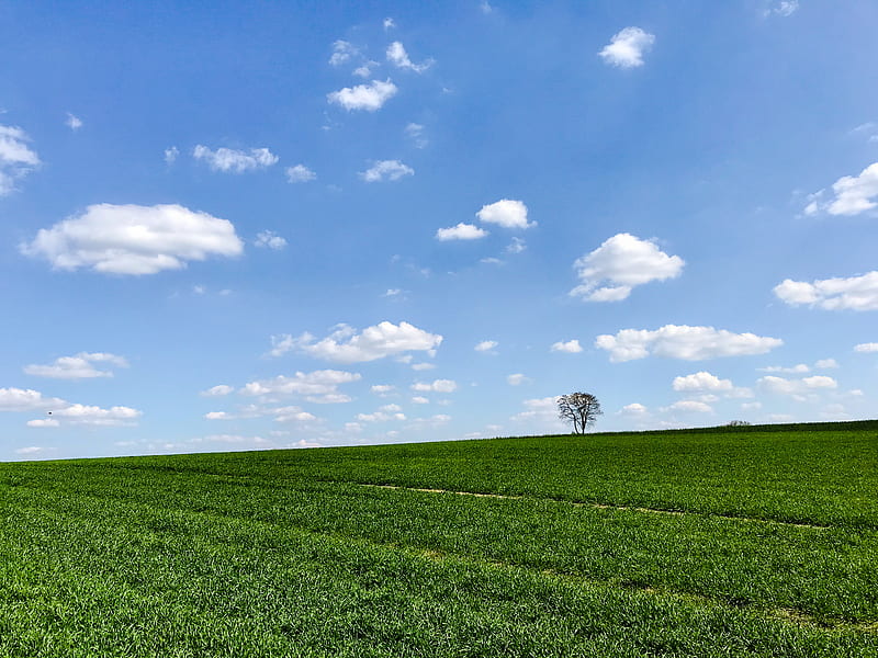 slope, tree, grass, horizon, sky, HD wallpaper