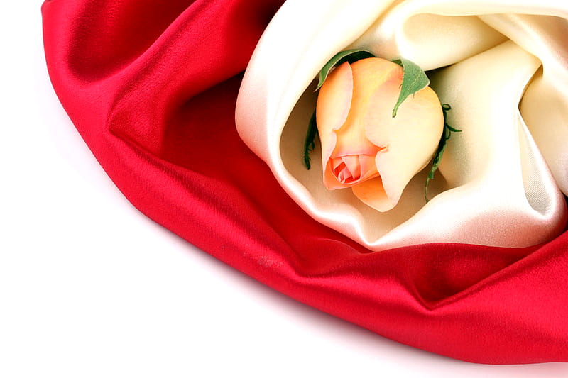 Preservation of Your Love, ......, graphy, rose, flower, nature, bonito, lonely, white, HD wallpaper