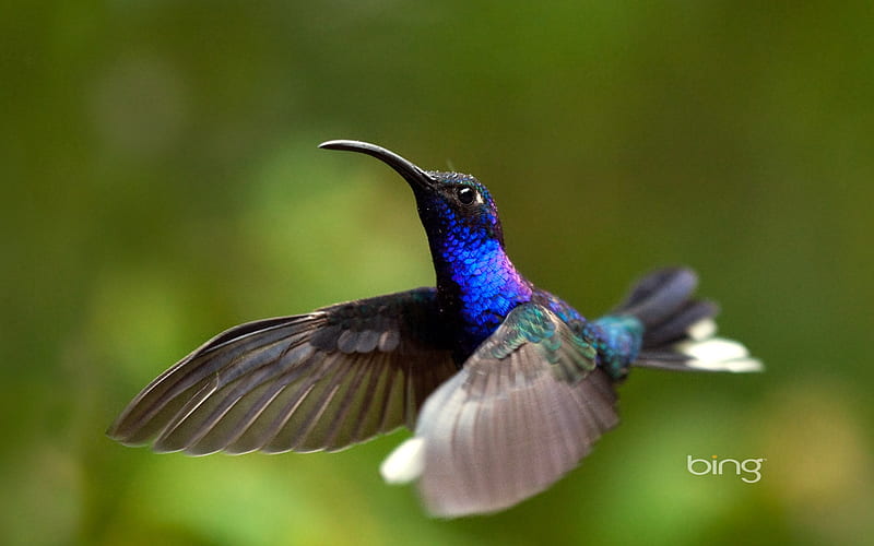 Costa Rica purple the knife-winged hummingbird-Bing, HD wallpaper
