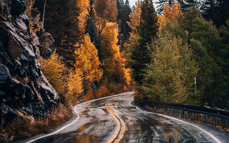 mountain road, autumn, rain, yellow trees, wet road, forest, mountains, HD wallpaper
