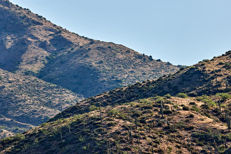hills, cacti, bushes, slope, sky, HD wallpaper