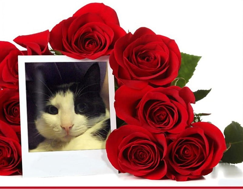 Cat-Fatso Rose Pic 01, rose, pose, cat, cute, tuxedo, flowers, cats, tuxedo cats, fatso, HD wallpaper