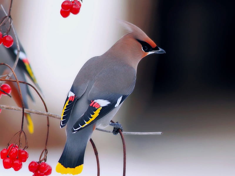 Cute bird, fruit, nature, bird, animal, HD wallpaper