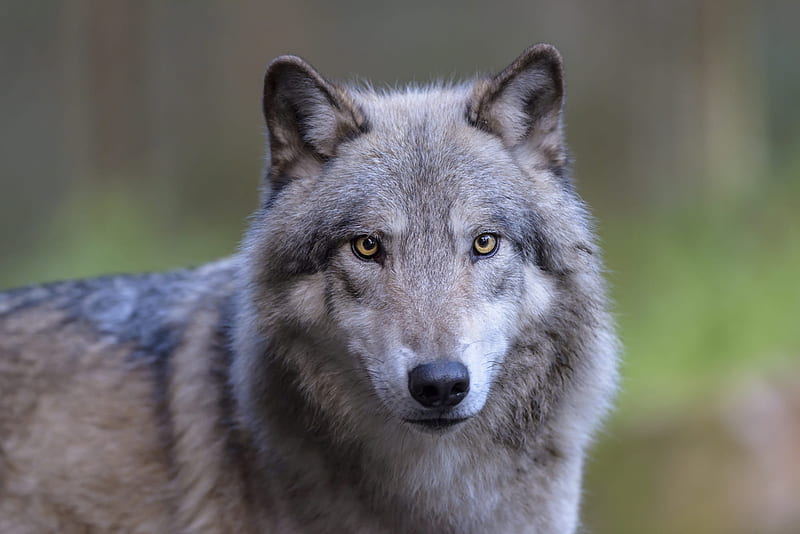 Animal, Wolf, Wildlife, predator (Animal), HD wallpaper | Peakpx