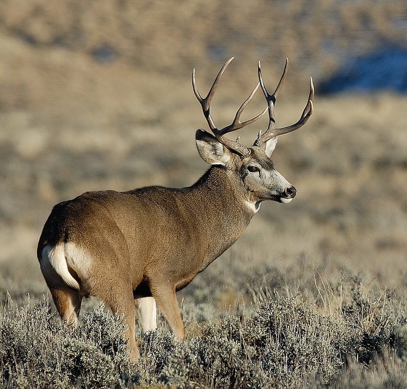 The Deer, antlers, forest, moose, deer tick, deer, white tail deer ...