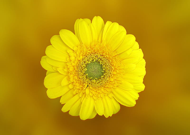 Yellow Daisy in Macro Shot, HD wallpaper