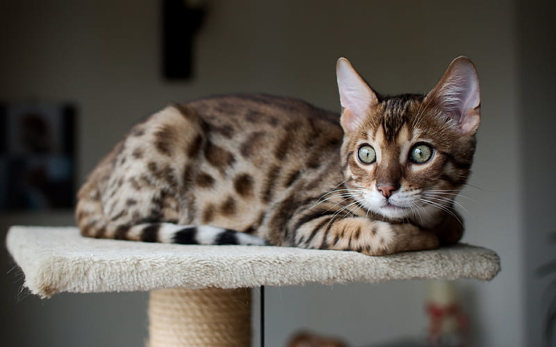 Bengal cat pets, gray cat, cute animals, spotted cats, breeds of short-haired cats, HD wallpaper