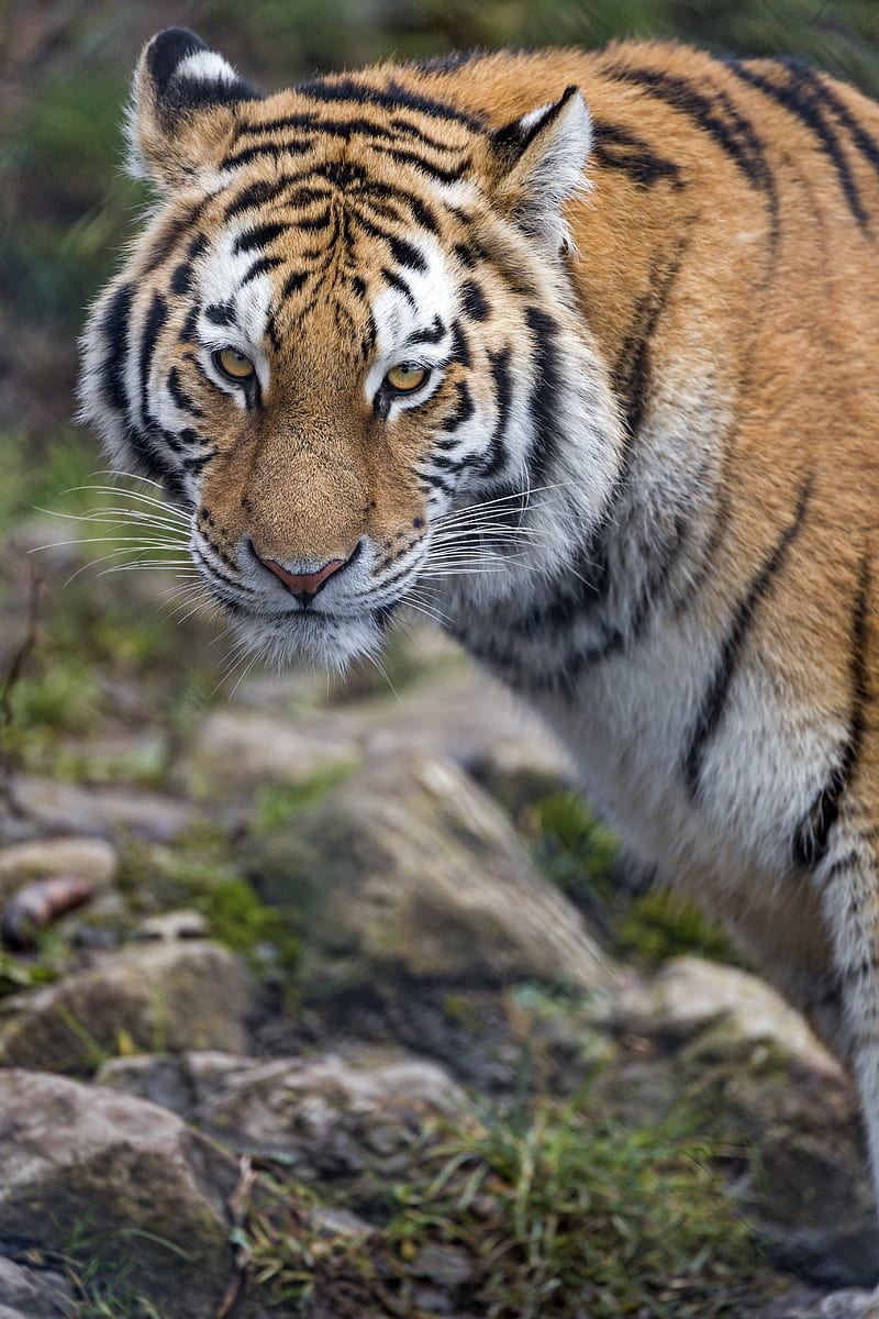 tiger, big cat, glance predator, stripes, HD phone wallpaper